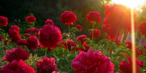 Priprema božura za zimu u jesen